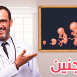 نمو الجنين