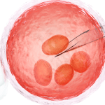 كم عدد البويضات المناسب للحقن المجهري